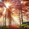 Xxl Wandbild Sonnenlicht Im Nebligen Wald Quadrat Motivvorschau