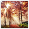 Xxl Wandbild Sonnenlicht Im Nebligen Wald Quadrat Produktvorschau Frontal