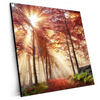 Xxl Wandbild Sonnenlicht Im Nebligen Wald Quadrat Produktvorschau Seitlich