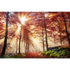 Xxl Wandbild Sonnenlicht Im Nebligen Wald Querformat Motivvorschau