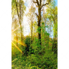 Xxl Wandbild Sonnenlicht Im Wald Hochformat Motivvorschau