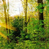 Xxl Wandbild Sonnenlicht Im Wald Hochformat Zoom