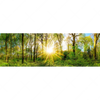 Xxl Wandbild Sonnenlicht Im Wald Panorama Motivvorschau