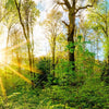 Xxl Wandbild Sonnenlicht Im Wald Quadrat Motivvorschau