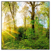 Xxl Wandbild Sonnenlicht Im Wald Quadrat Produktvorschau Frontal
