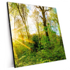 Xxl Wandbild Sonnenlicht Im Wald Quadrat Produktvorschau Seitlich