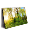 Xxl Wandbild Sonnenlicht Im Wald Querformat Produktvorschau Seitlich