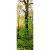 Xxl Wandbild Sonnenlicht Im Wald Schmal Motivvorschau