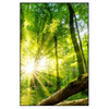 Xxl Wandbild Sonnenstrahlen Im Dichten Wald Hochformat Produktvorschau Frontal