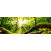 Xxl Wandbild Sonnenstrahlen Im Dichten Wald Panorama Motivvorschau
