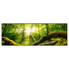 Xxl Wandbild Sonnenstrahlen Im Dichten Wald Panorama Produktvorschau Frontal