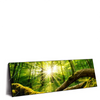 Xxl Wandbild Sonnenstrahlen Im Dichten Wald Panorama Produktvorschau Seitlich