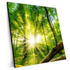 Xxl Wandbild Sonnenstrahlen Im Dichten Wald Quadrat Produktvorschau Seitlich