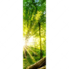 Xxl Wandbild Sonnenstrahlen Im Dichten Wald Schmal Motivvorschau