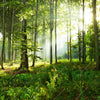 Xxl Wandbild Sonniger Morgen Im Wald Quadrat Motivvorschau