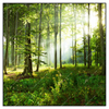 Xxl Wandbild Sonniger Morgen Im Wald Quadrat Produktvorschau Frontal