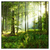 Xxl Wandbild Sonniger Morgen Im Wald Quadrat Produktvorschau Frontal