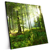 Xxl Wandbild Sonniger Morgen Im Wald Quadrat Produktvorschau Seitlich