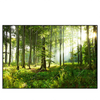 Xxl Wandbild Sonniger Morgen Im Wald Querformat Produktvorschau Frontal