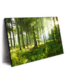 Xxl Wandbild Sonniger Morgen Im Wald Querformat Produktvorschau Seitlich