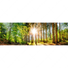 Xxl Wandbild Sonniger Wald Panorama Motivvorschau