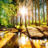 Xxl Wandbild Sonniger Wald Quadrat Motivvorschau
