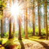 Xxl Wandbild Sonniger Wald Quadrat Zoom