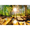 Xxl Wandbild Sonniger Wald Querformat Motivvorschau