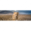 Xxl Wandbild Spiegelbild Loewe Loewenjunges Panorama Motivvorschau