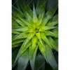 Xxl Wandbild Spitze Agavenblaetter Hochformat Motivvorschau