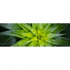 Xxl Wandbild Spitze Agavenblaetter Panorama Motivvorschau