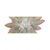 Xxl Wandbild Sukkulente No 1 Panorama Motivvorschau