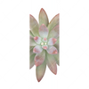 Xxl Wandbild Sukkulente No 1 Schmal Motivvorschau