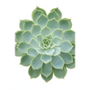 Xxl Wandbild Sukkulente No 2 Hochformat Motivvorschau