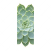 Xxl Wandbild Sukkulente No 2 Schmal Motivvorschau
