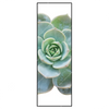 Xxl Wandbild Sukkulente No 3 Schmal Produktvorschau Frontal