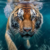 Xxl Wandbild Tauchender Tiger Quadrat Motivvorschau