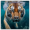 Xxl Wandbild Tauchender Tiger Quadrat Produktvorschau Frontal
