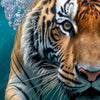 Xxl Wandbild Tauchender Tiger Quadrat Zoom