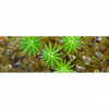 Xxl Wandbild Tautropfen Auf Moos Panorama Motivvorschau