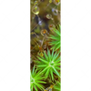 Xxl Wandbild Tautropfen Auf Moos Schmal Motivvorschau
