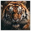 Xxl Wandbild Tiger Im Wasser Quadrat Produktvorschau Frontal