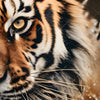Xxl Wandbild Tiger Im Wasser Quadrat Zoom