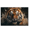 Xxl Wandbild Tiger Im Wasser Querformat Produktvorschau Frontal