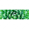 Xxl Wandbild Tropische Pflanze Panorama Motivvorschau