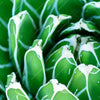 Xxl Wandbild Tropische Pflanze Panorama Zoom