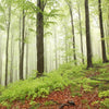 Xxl Wandbild Unberuehrte Natur Der Wald Quadrat Motivvorschau