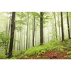 Xxl Wandbild Unberuehrte Natur Der Wald Querformat Motivvorschau