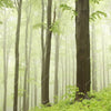 Xxl Wandbild Unberuehrte Natur Der Wald Querformat Zoom