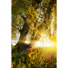 Xxl Wandbild Unberuehrte Natur Hochformat Motivvorschau